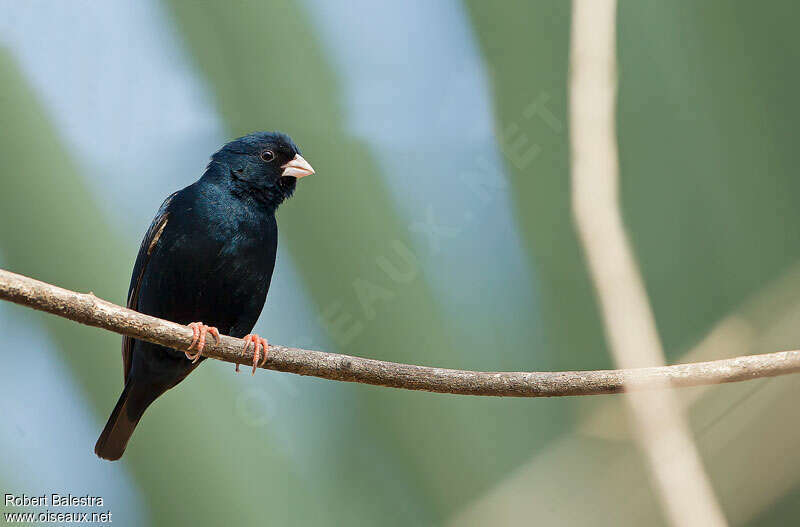 Village Indigobird male adult breeding, identification