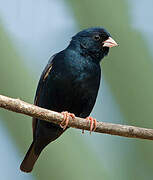 Village Indigobird