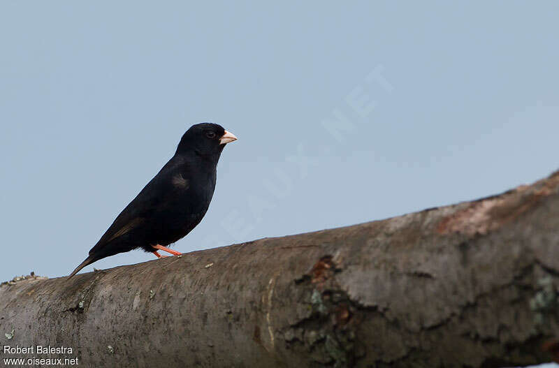 Village Indigobird male adult breeding, identification