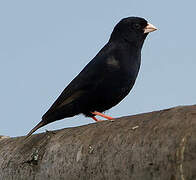 Village Indigobird