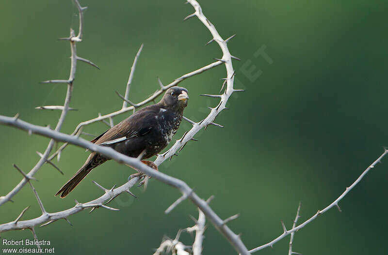 Purple Indigobird male adult transition, identification