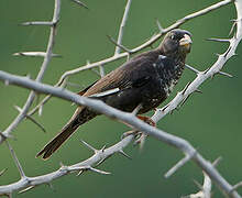 Purple Indigobird