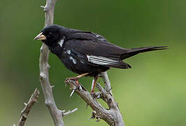 Purple Indigobird