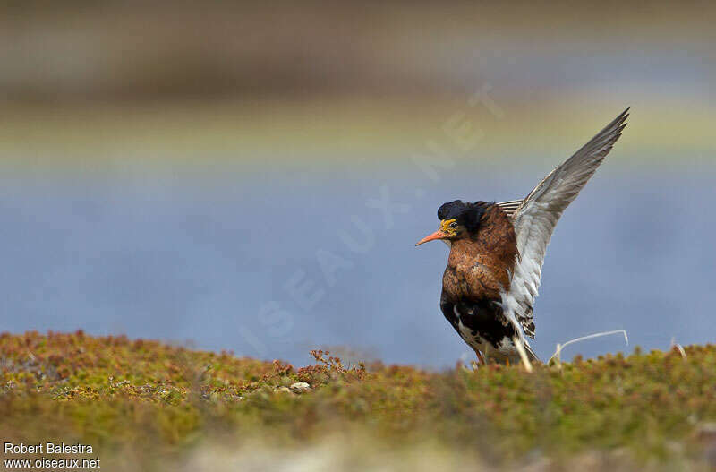 Ruff male adult breeding, Behaviour