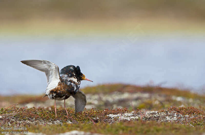 Ruff male adult breeding, Reproduction-nesting, Behaviour