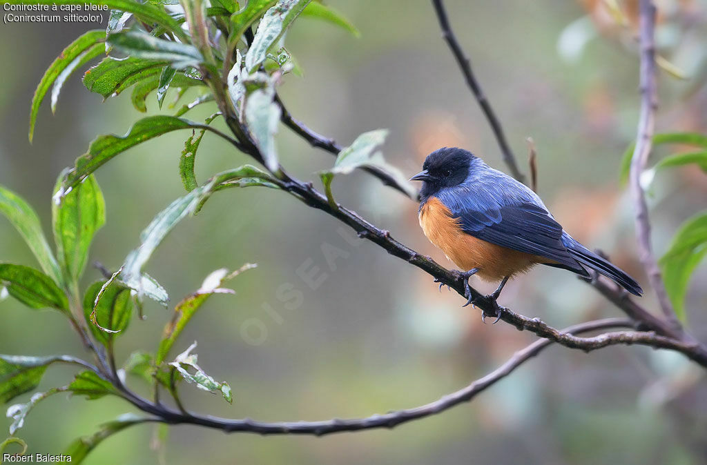 Blue-backed Conebill