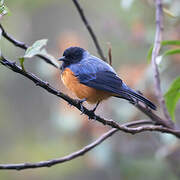 Blue-backed Conebill