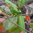 Conure à front rouge