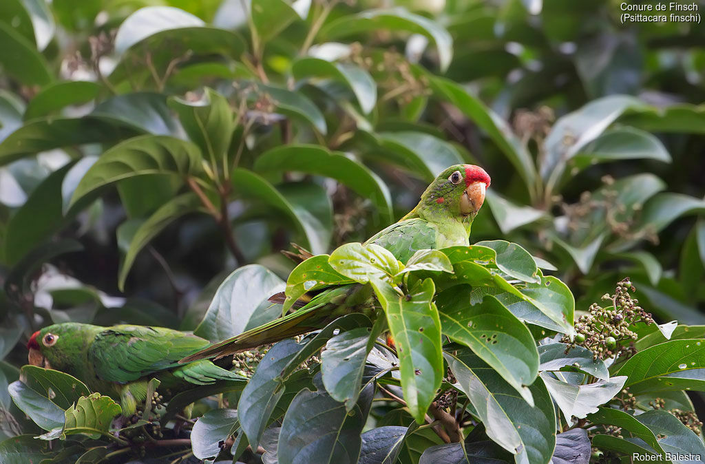 Conure de Finsch