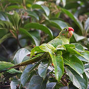 Conure de Finsch