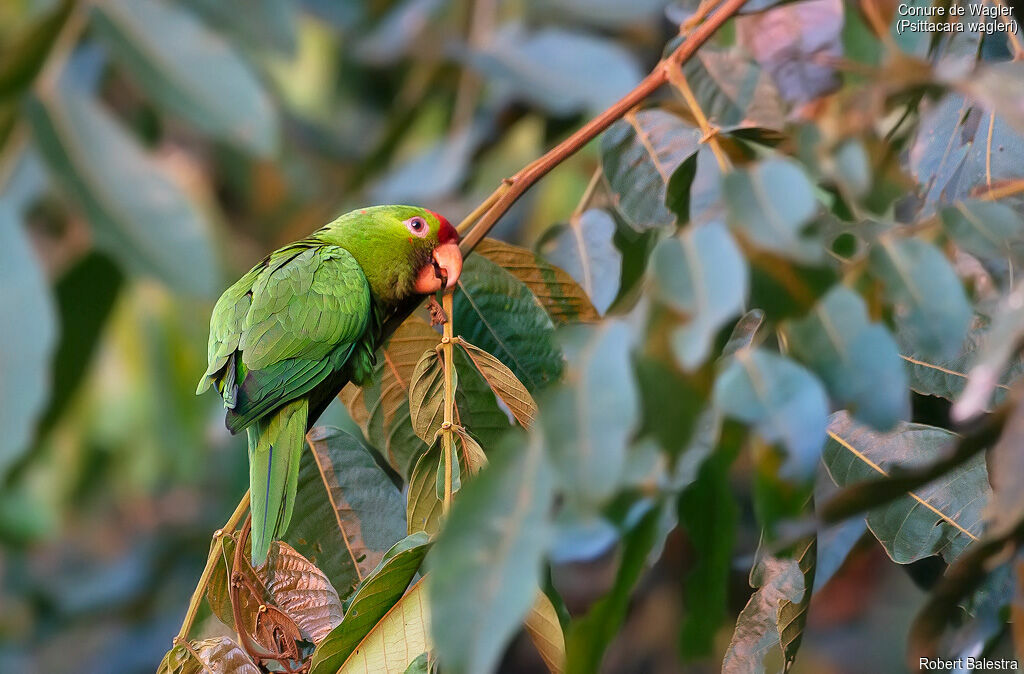 Scarlet-fronted Parakeet