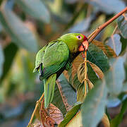 Scarlet-fronted Parakeet