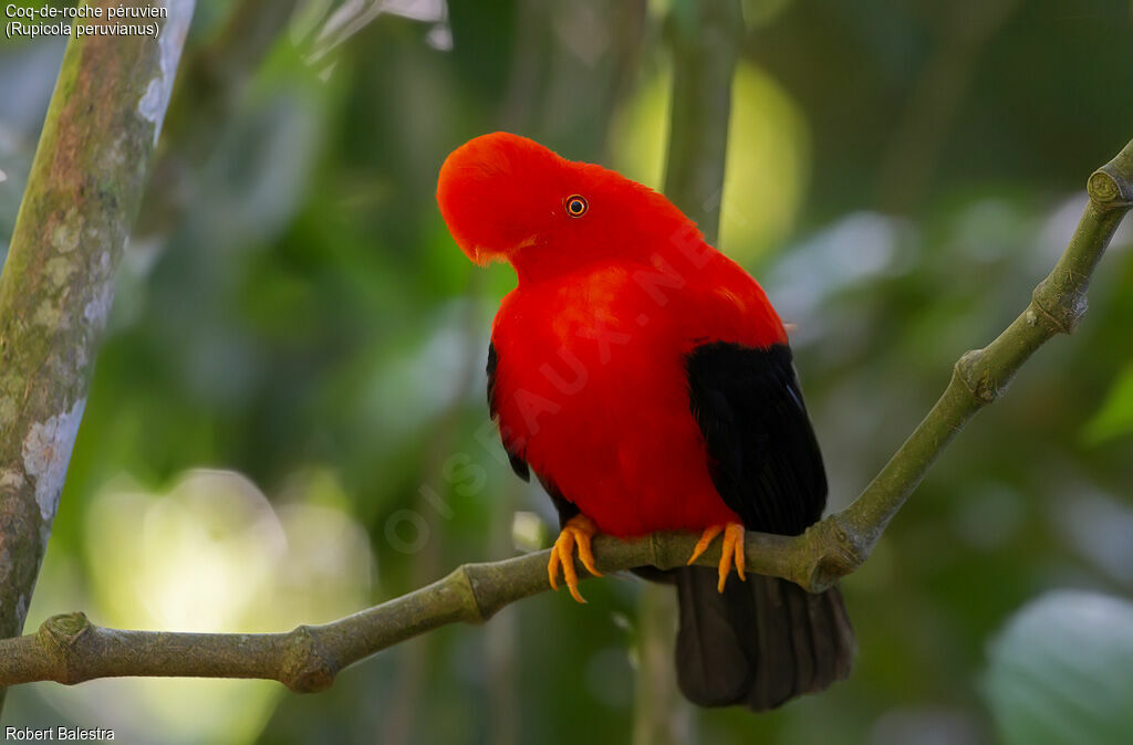 Andean Cock-of-the-rock