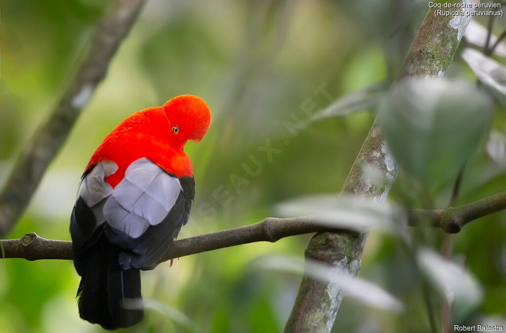 Andean Cock-of-the-rock