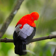 Andean Cock-of-the-rock