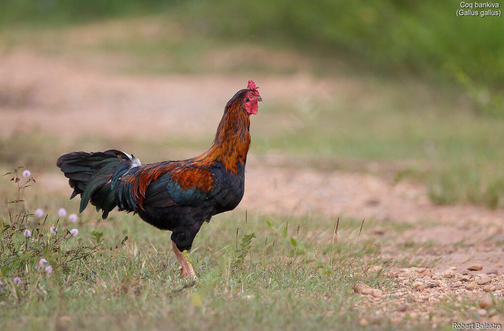 Red Junglefowl