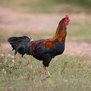 Red Junglefowl