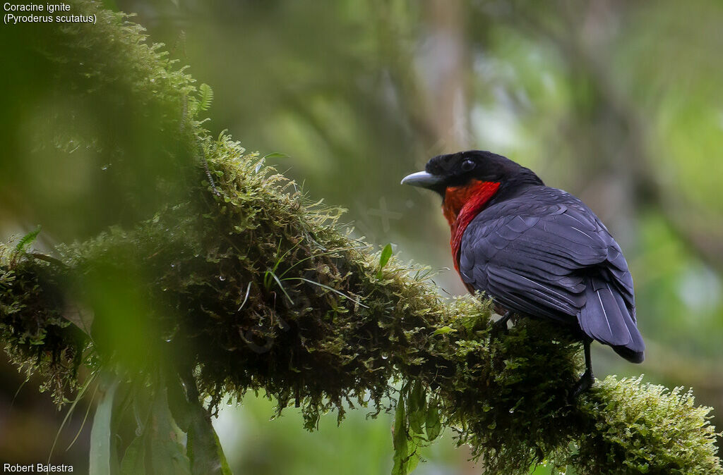 Red-ruffed Fruitcrow