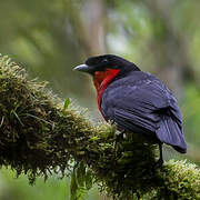 Red-ruffed Fruitcrow