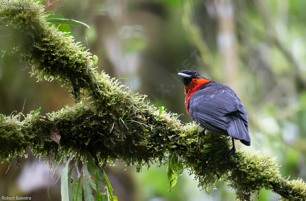 Red-ruffed Fruitcrow