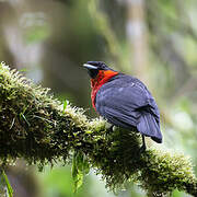 Red-ruffed Fruitcrow