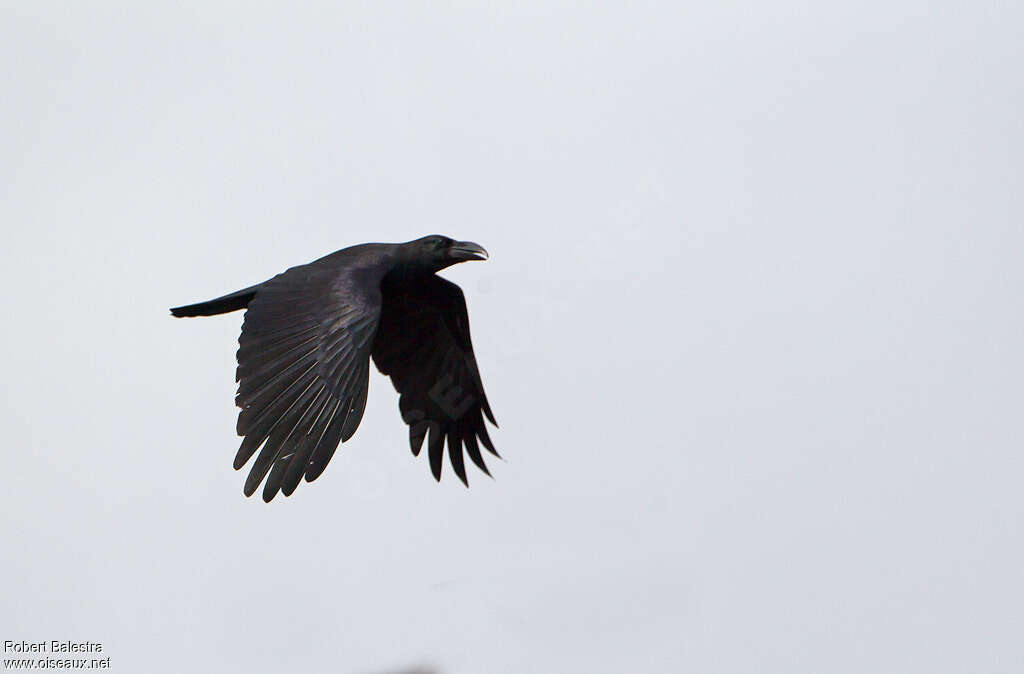 Corbeau à gros bec, Vol