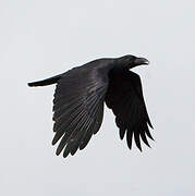 Large-billed Crow