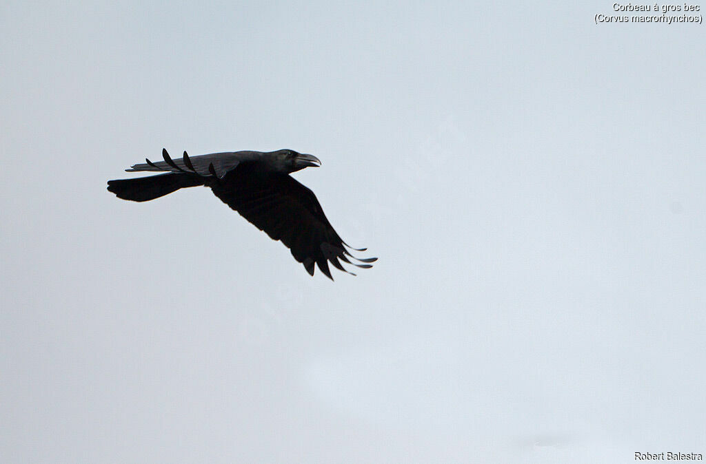 Large-billed Crow