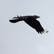 Corbeau à gros bec