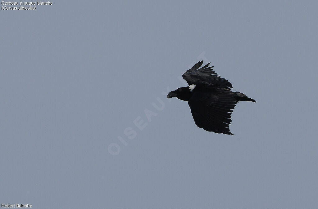 Corbeau à nuque blanche