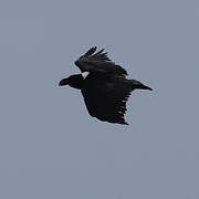 White-necked Raven