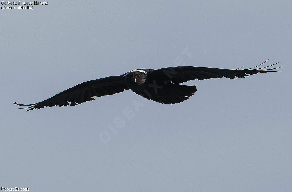 Corbeau à nuque blanche