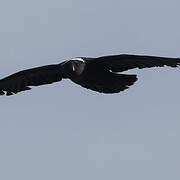 Corbeau à nuque blanche