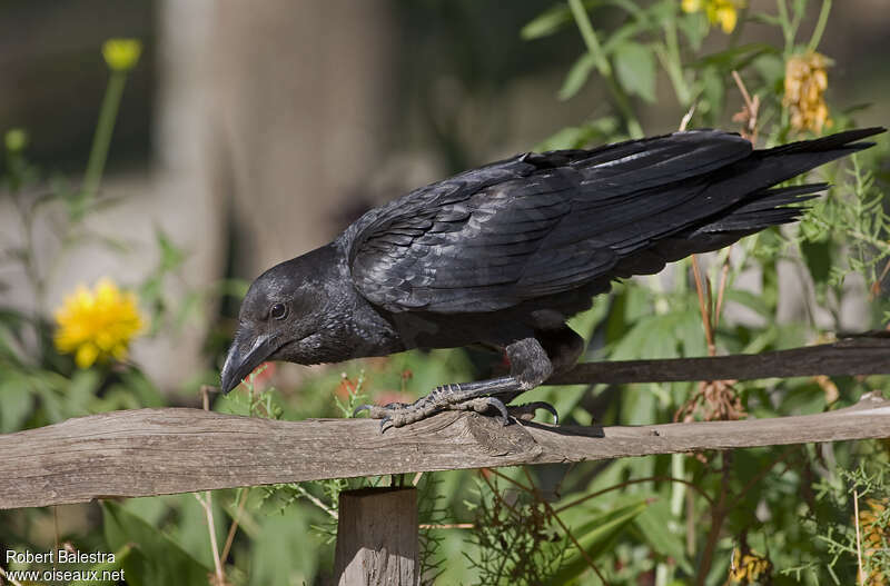 Fan-tailed Ravenadult