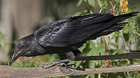 Corbeau à queue courte