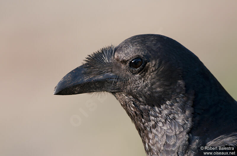 Corbeau à queue courte