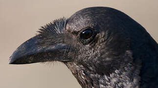 Corbeau à queue courte