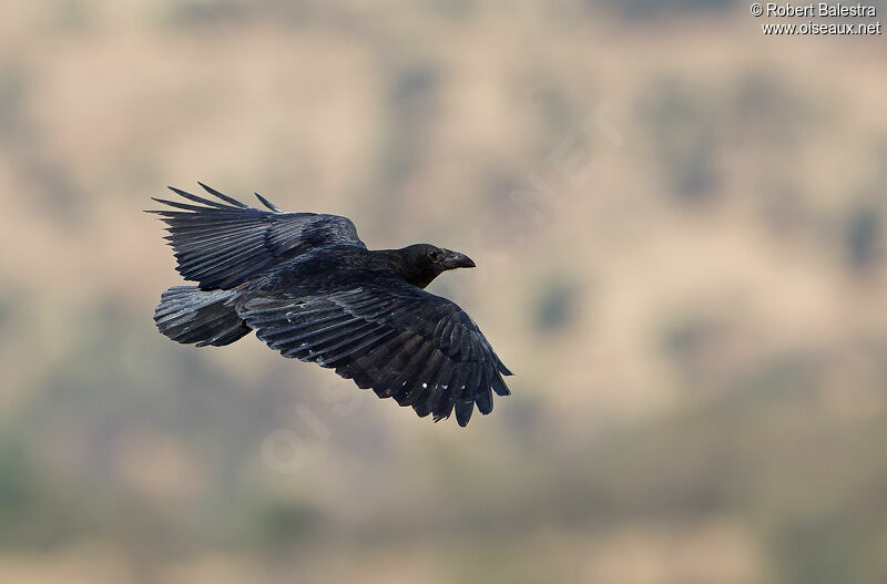 Fan-tailed Raven