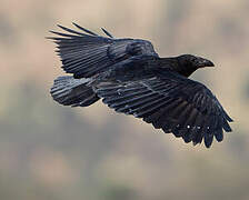 Fan-tailed Raven