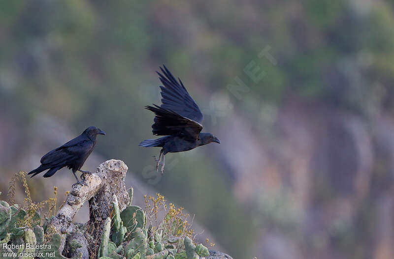 Fan-tailed Raven, habitat, pigmentation