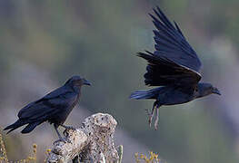 Corbeau à queue courte