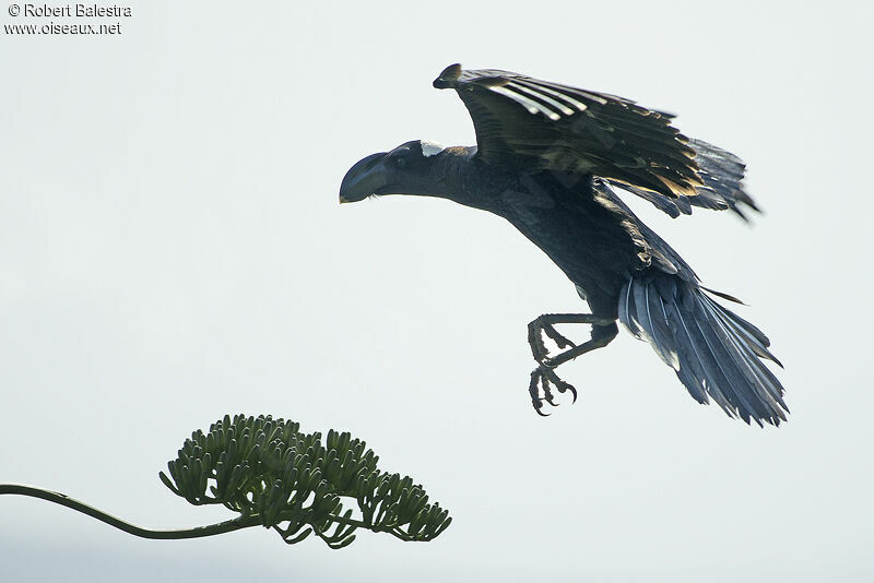 Thick-billed Raven