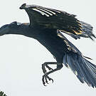 Corbeau corbivau