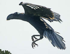 Thick-billed Raven