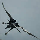 Corbeau corbivau