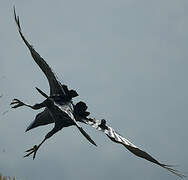 Thick-billed Raven