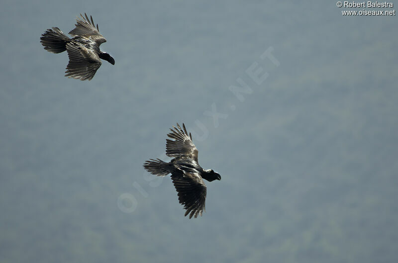 Thick-billed Raven