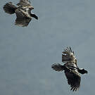 Corbeau corbivau