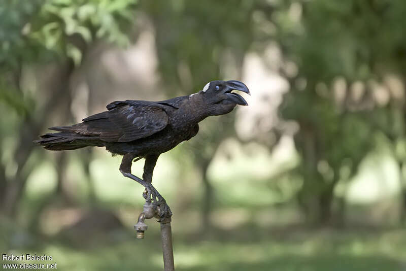 Corbeau corbivauadulte, chant