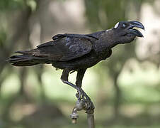 Thick-billed Raven